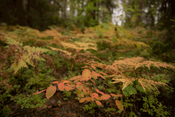 Mystischer Wald in Schweden im Herbst