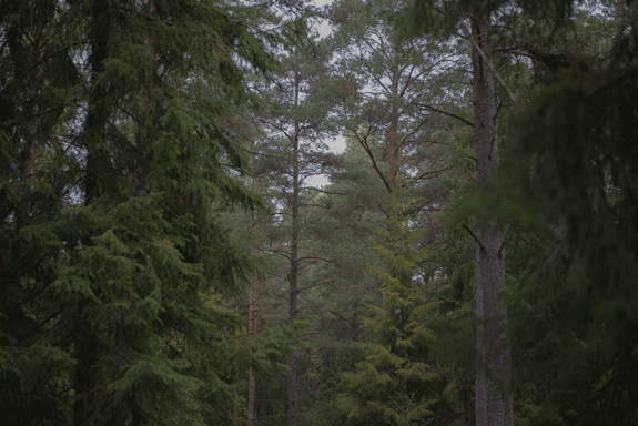 Mystik in schwedischem Wald